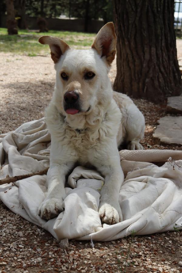 Rocky! Cagnolone bianco, taglia media Foto 5